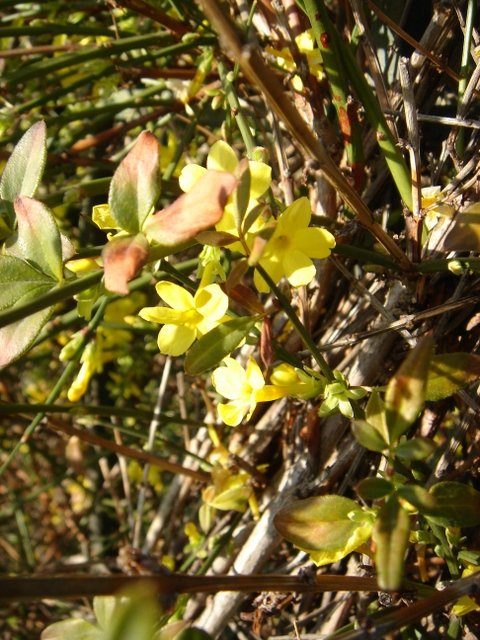 Jasminum nudiflorum P5